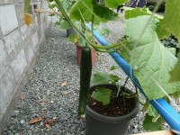 s-P1033415