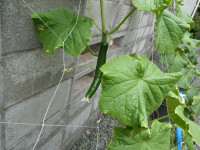 s-P1033416