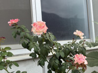 s-IMG_0545
