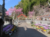 s-IMG_4258